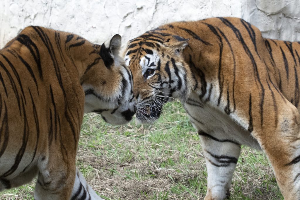 Cuatro tigres recluidos en un vagón en Argentina hallan hogar en Sudáfrica