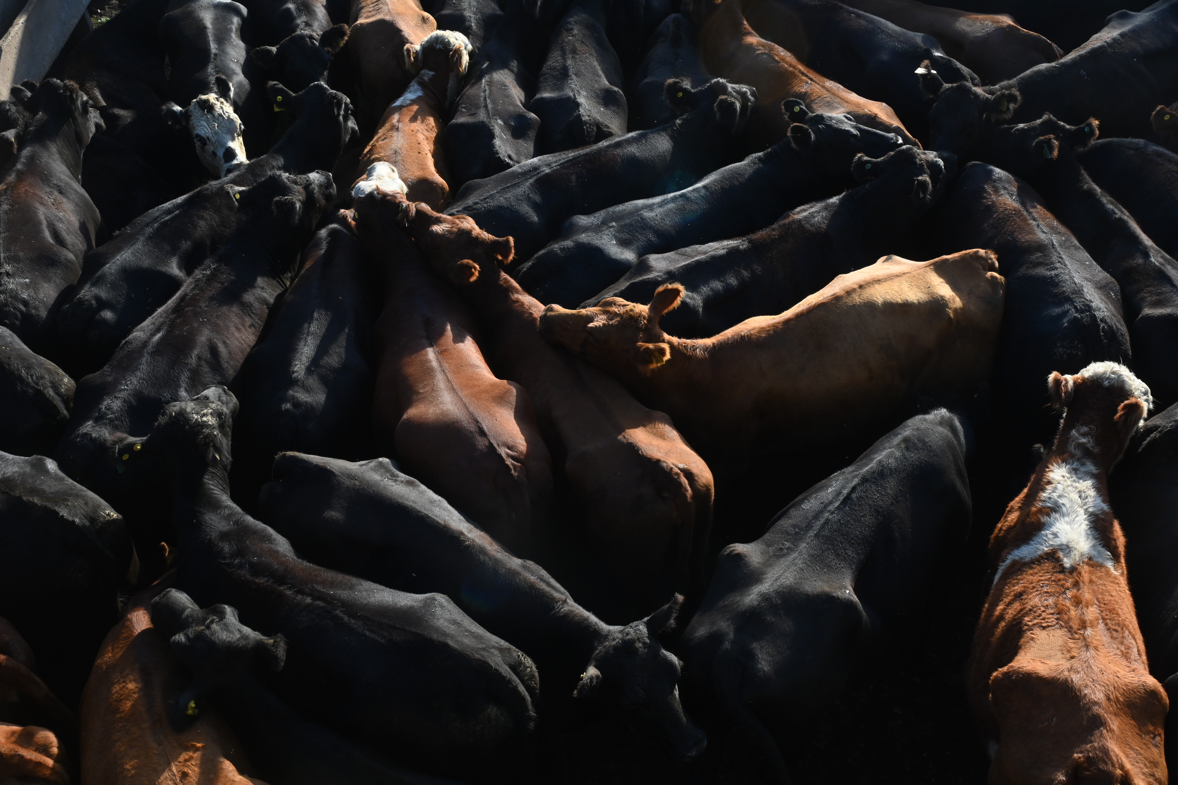 vacas toros ganado