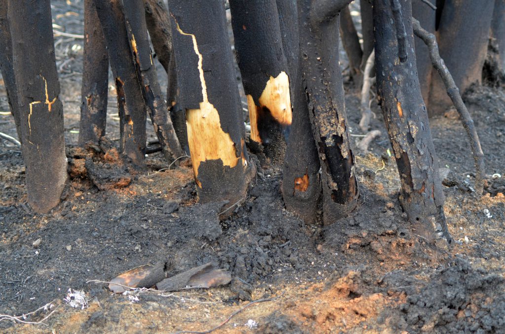 Cortezas de curupí afectada por los incendios en el Delta.