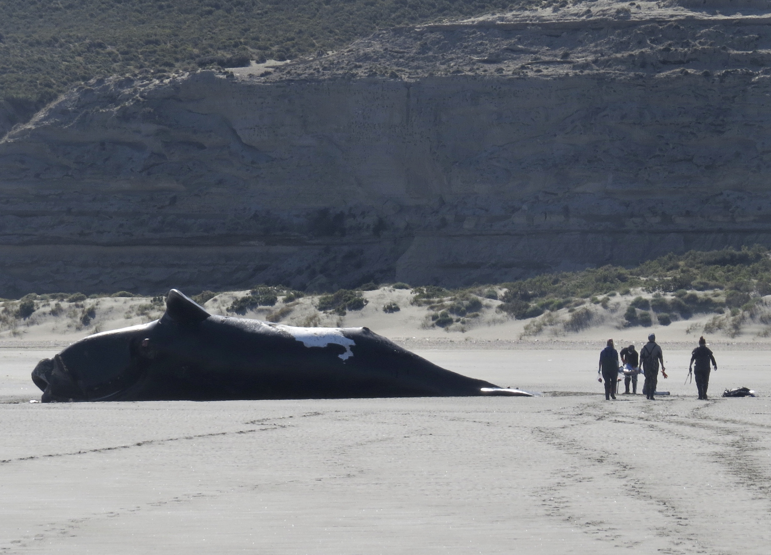 Marea roja, principal sospechosa por las 30 ballenas muertas en Argentina