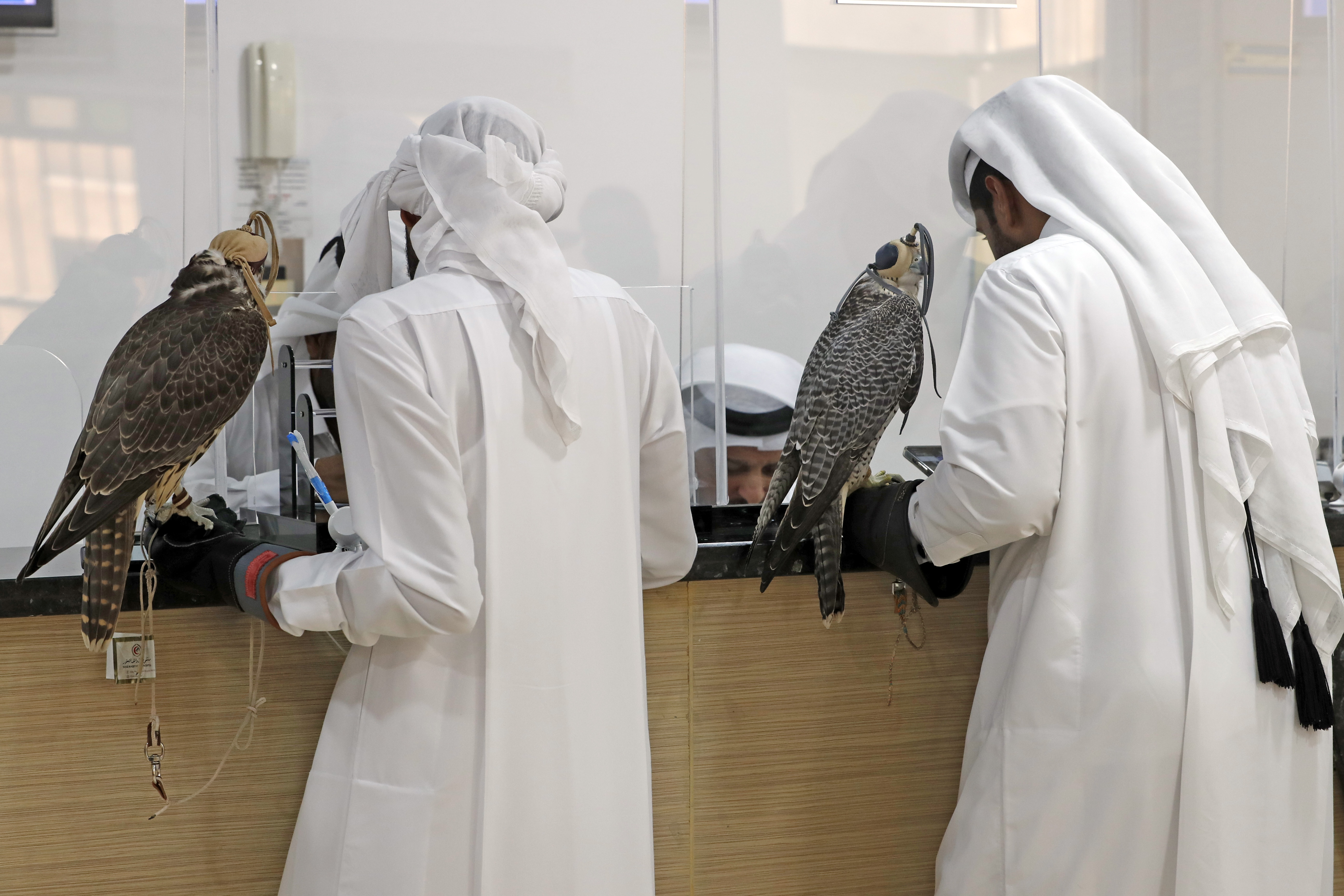 El halcón milenario de Qatar 2022: turismo, lujo y tradición