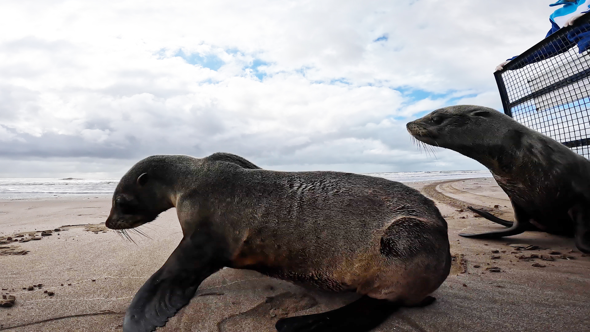 Volvieron al mar dos lobos marinos tras ser rehabilitados « Diario La  Capital de Mar del Plata