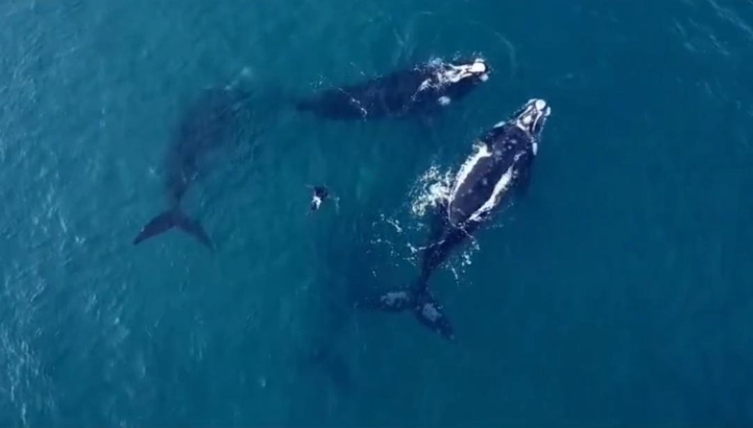 ballenas