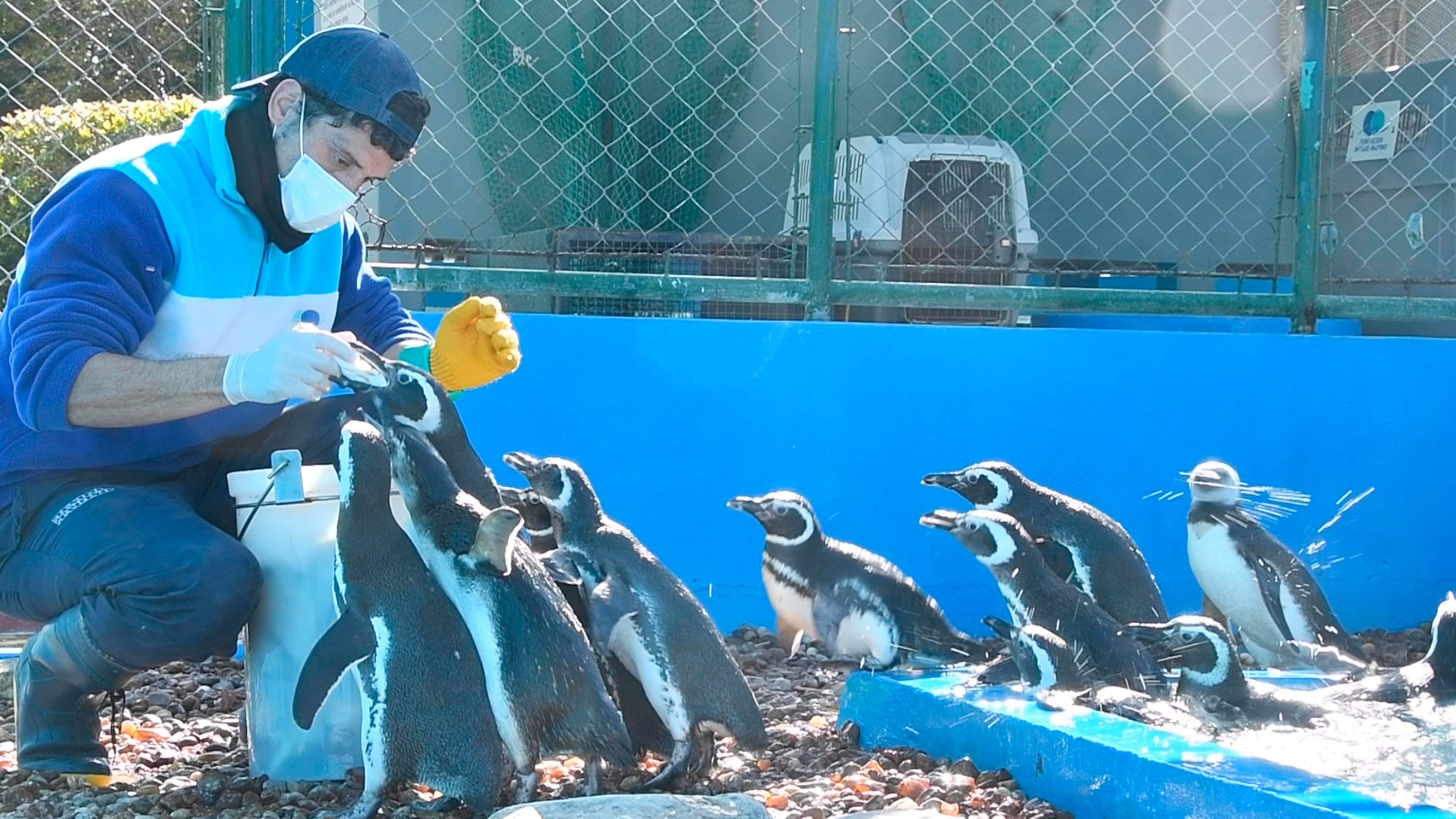 Devuelven 15 pingüinos al océano tras su rehabilitación en Argentina