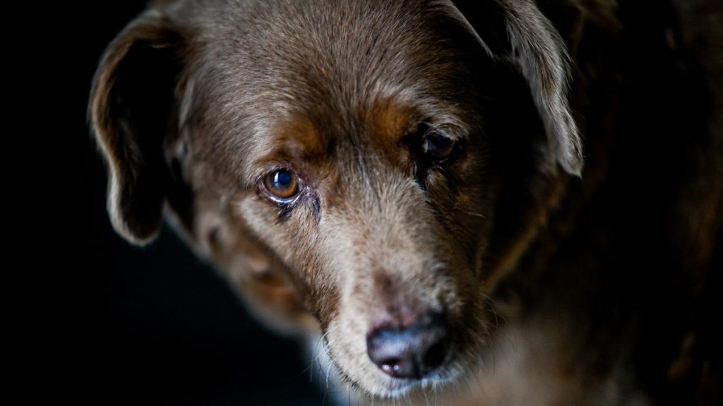 El perro de pura raza Rafeiro vivía junto a otras mascotas y se había convertido en un atractivo turístico / Foto: AFP. 