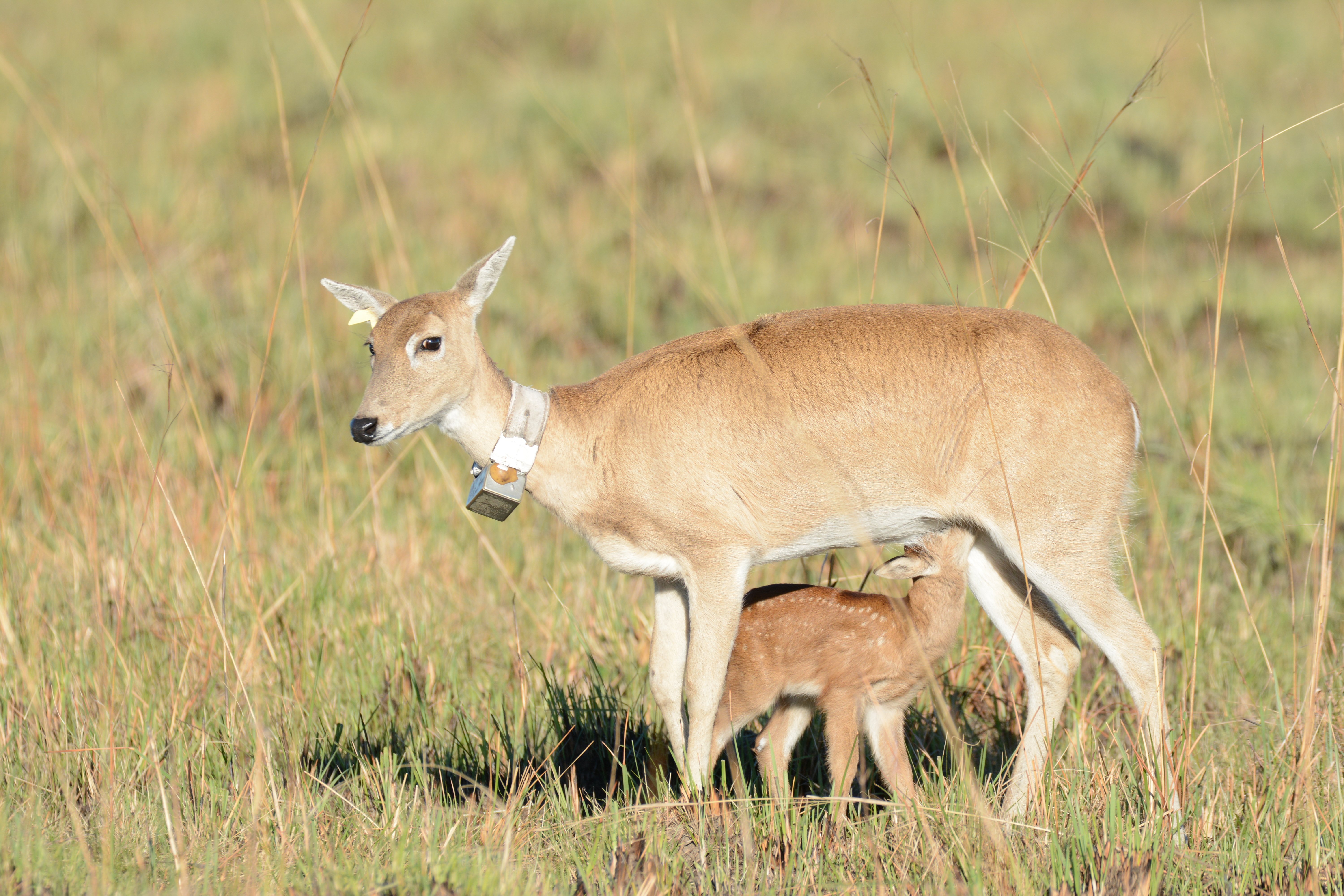 Esteros del Iberá, un nuevo refugio para el venado de las pampas