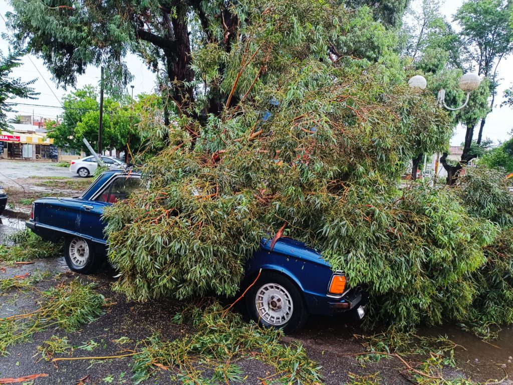 Árbol caído en Miramar luego del fuerte temporal. Foto: Nacho Melucci.