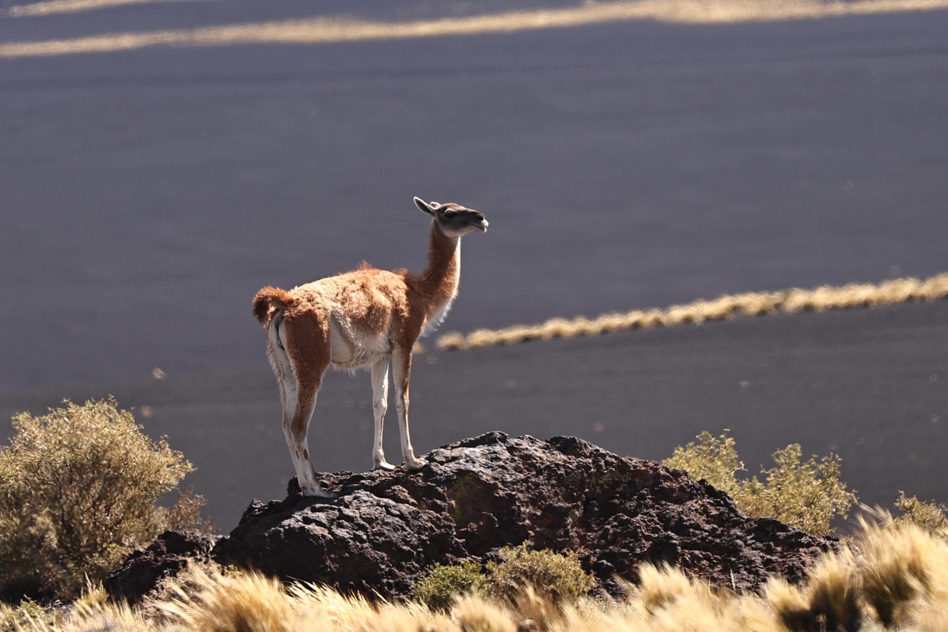 El fino pelaje de los guanacos, clave en la conservación de un emblema argentino