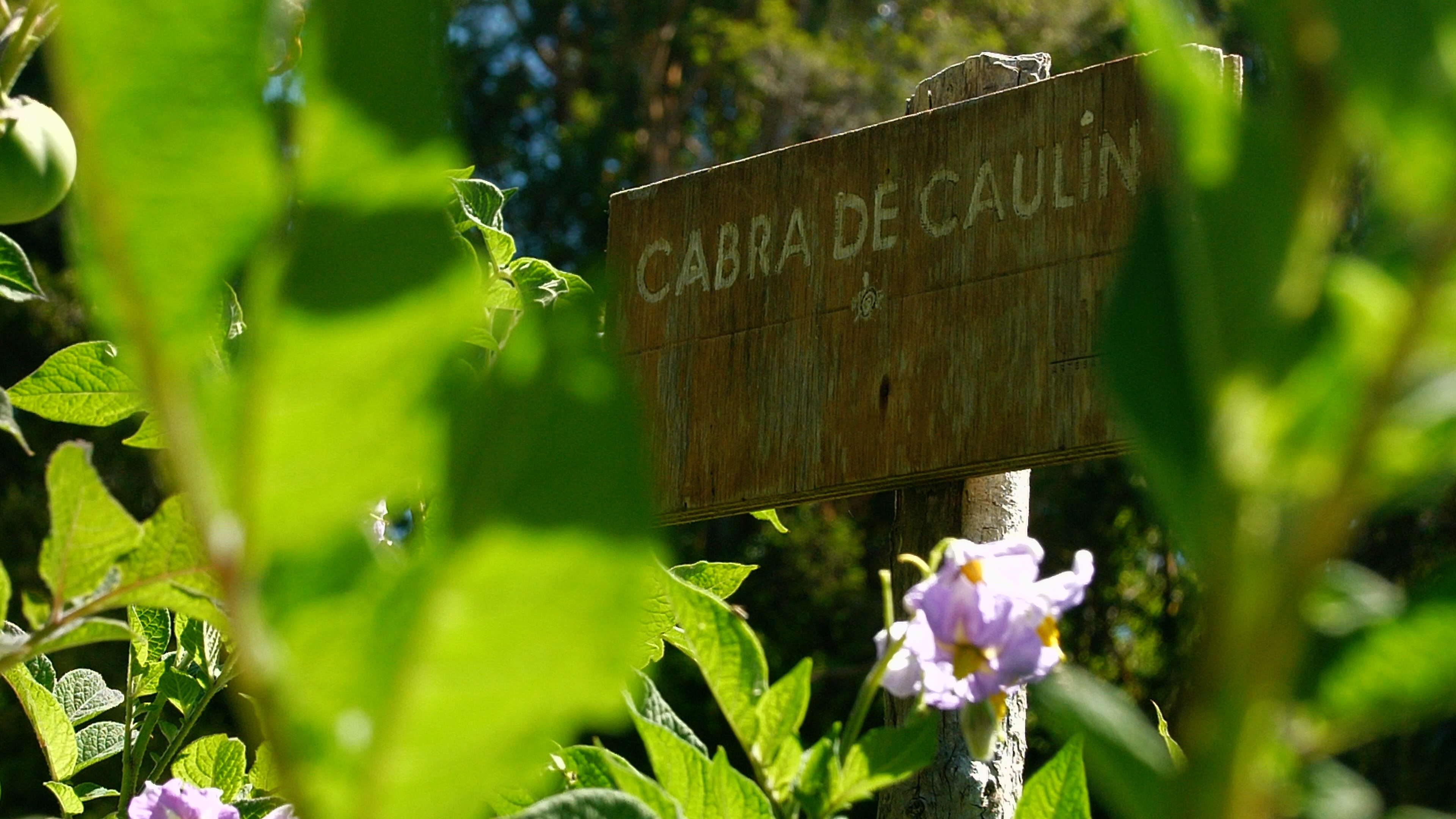 Letrero en el que se lee "Cabra de Caulin", una de las variedades nativas distintas de papa chilota. Foto: EFE | Rodrigo Saez.