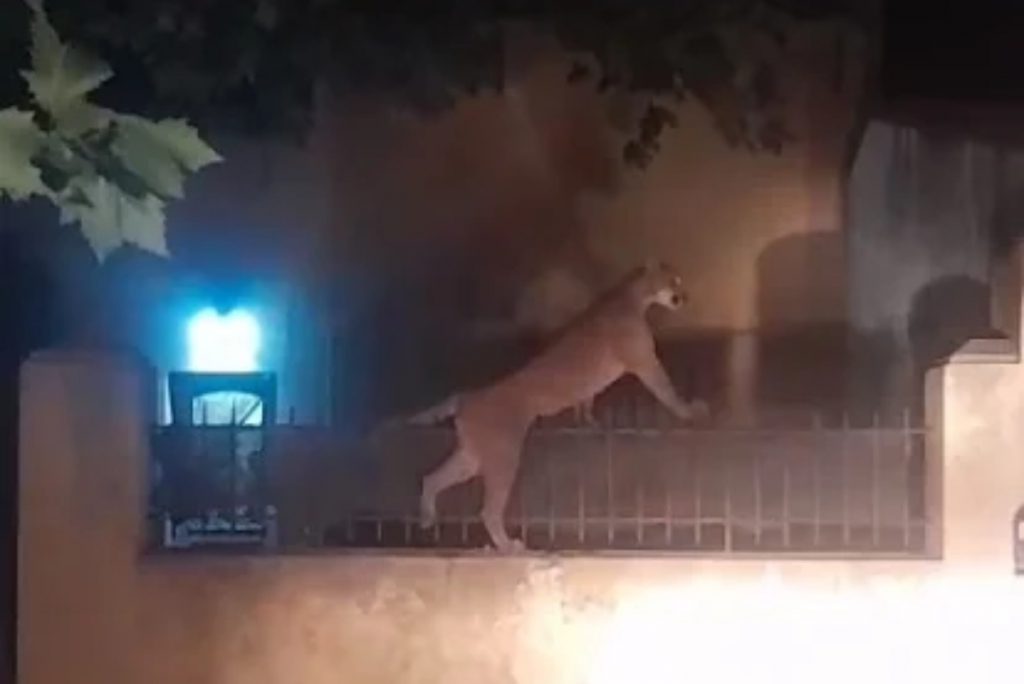 Video Capturan A Un Puma Suelto En Las Calles De Necochea « Diario La