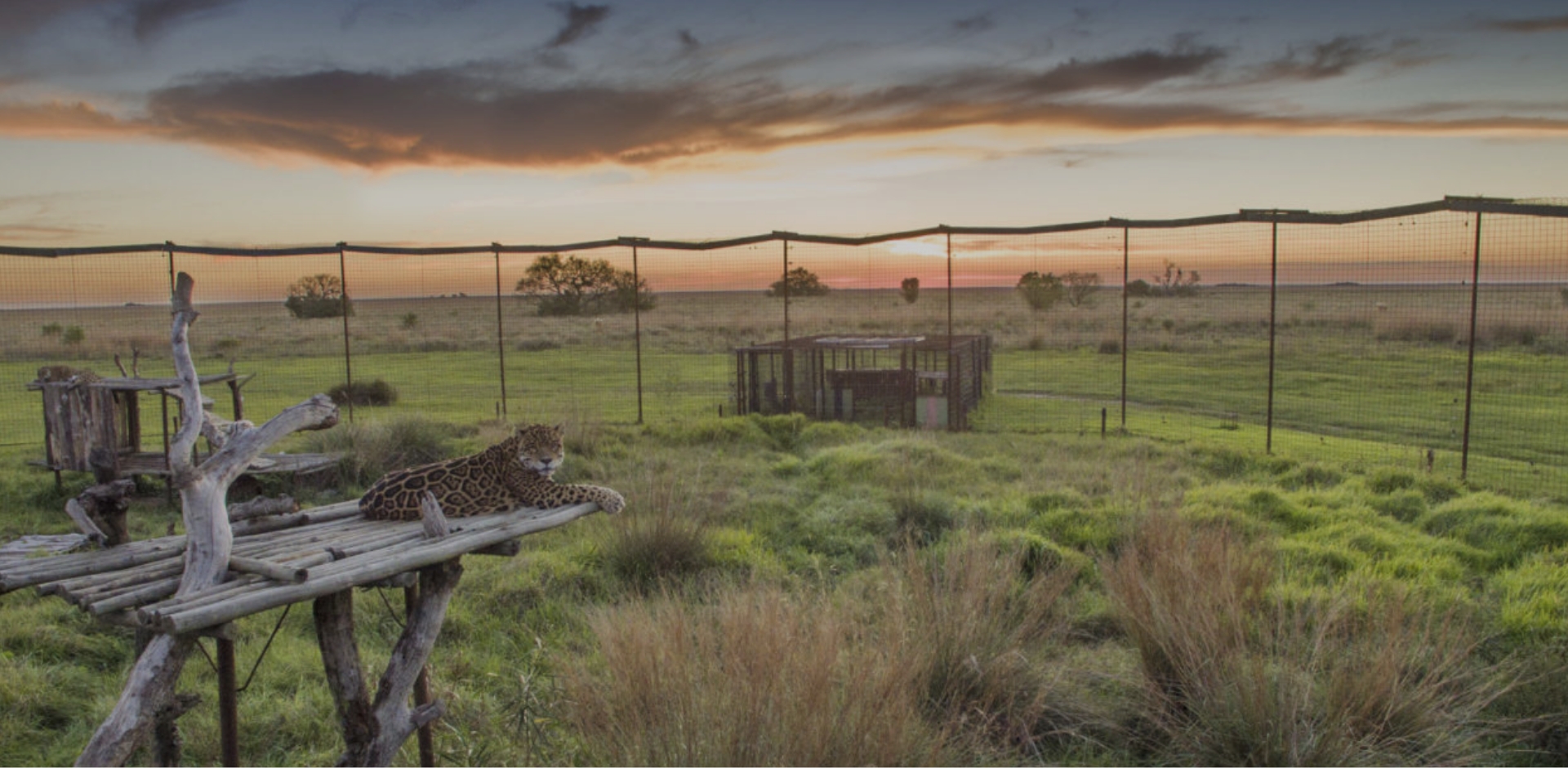 REWILDING-IBERÁ