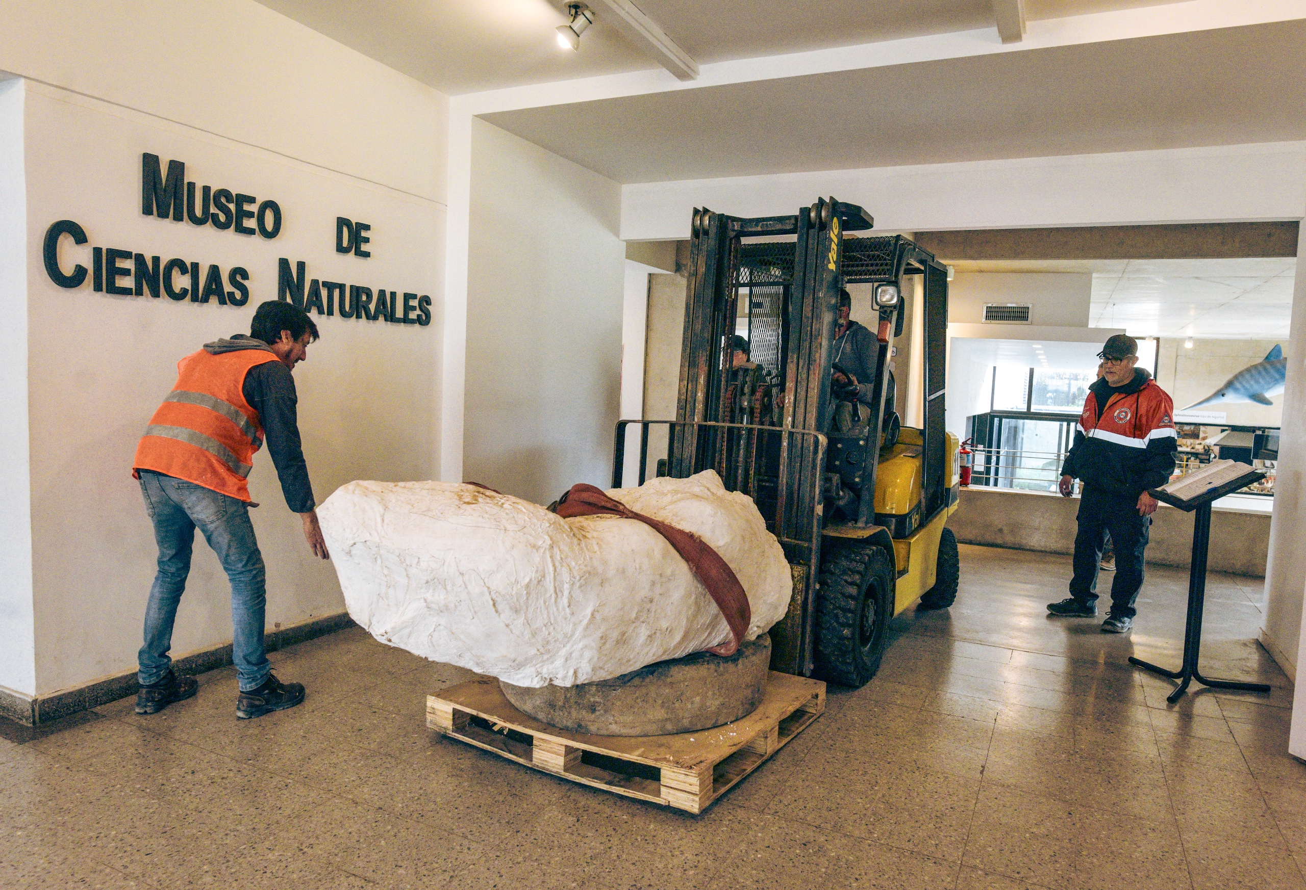 El perezoso terrestre gigante será exhibido en el hall del museo Scaglia. 