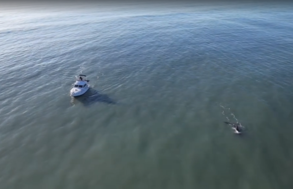 Una embarcación persiguió a una ballena en Mar del Plata: “No hay conciencia de avistaje”