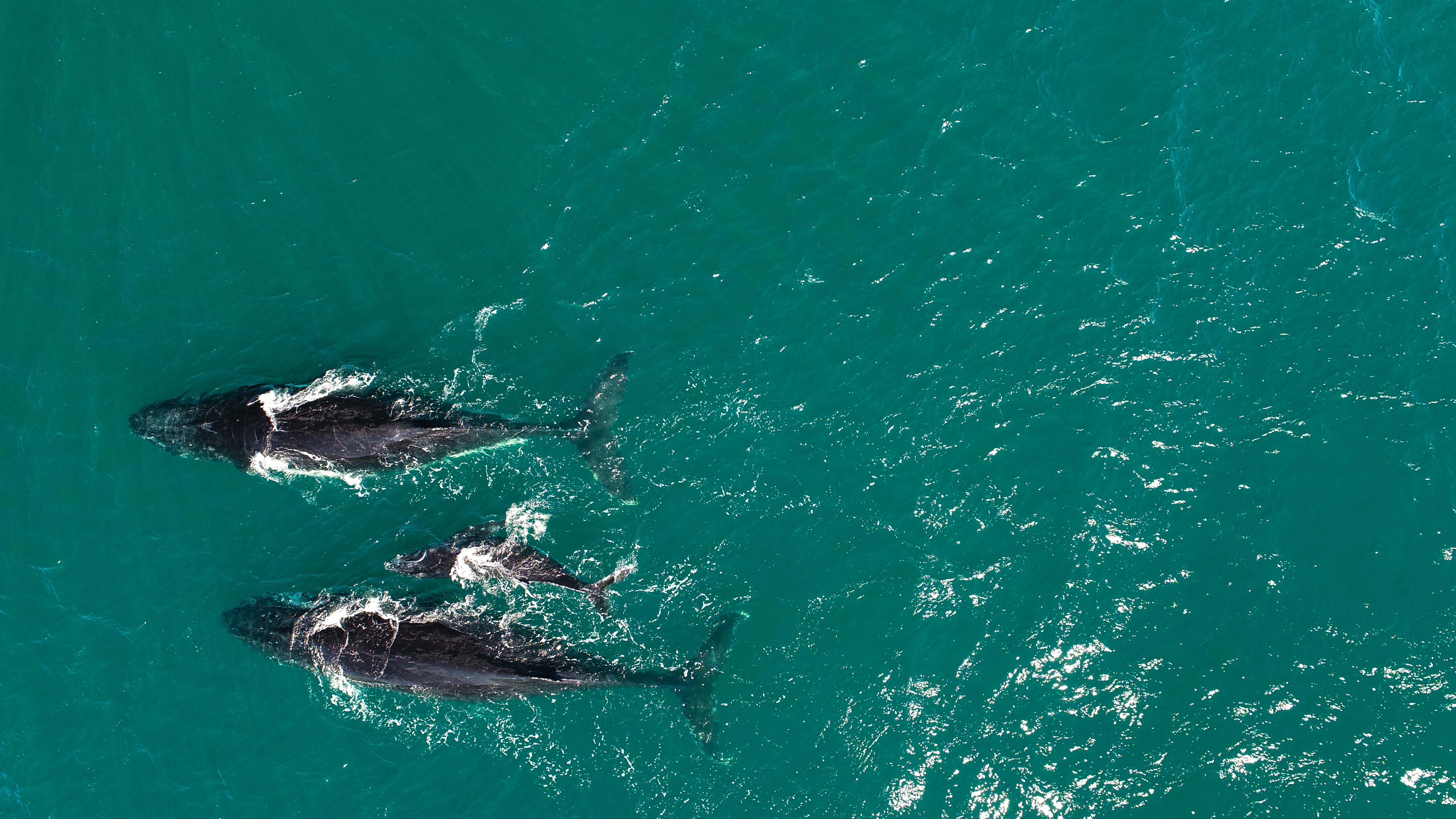 Dos ballenas adultas y su cría en la costa este de Australia. Foto: EFE | Universidad de Queensland | Jake Linsky.