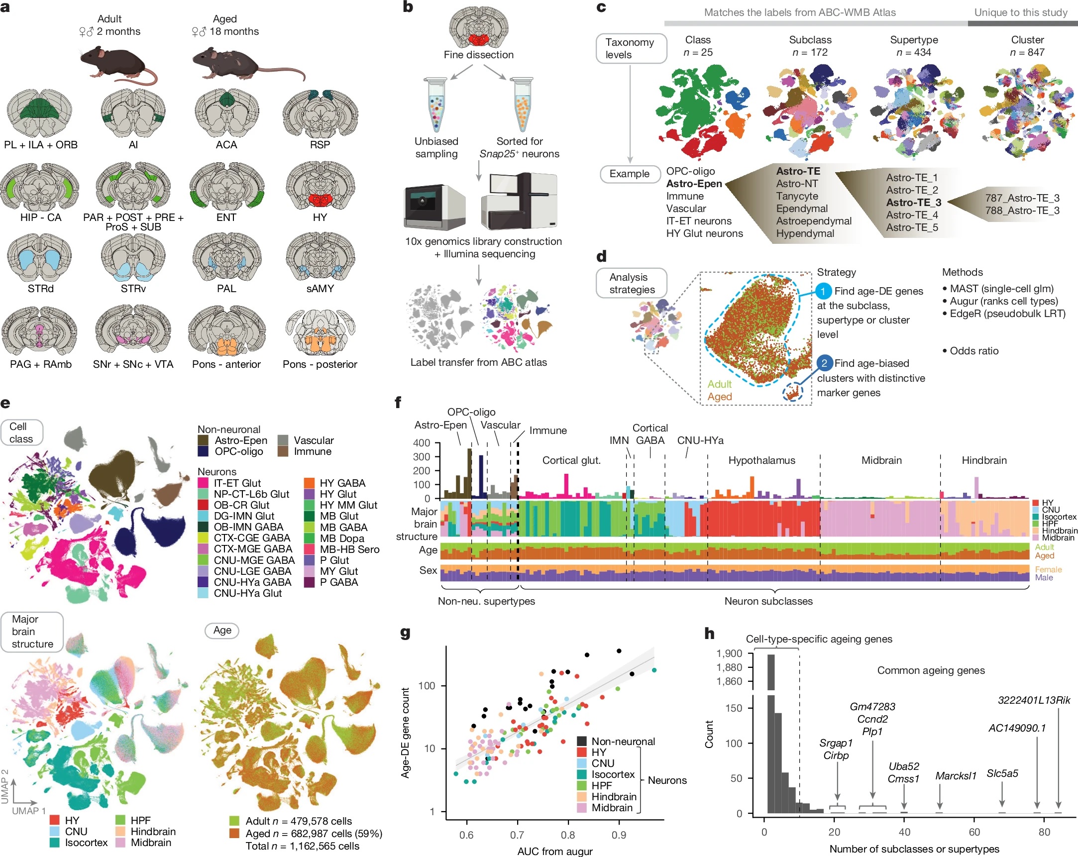 Transcriptomic cell types in young adult and aged mouse brains