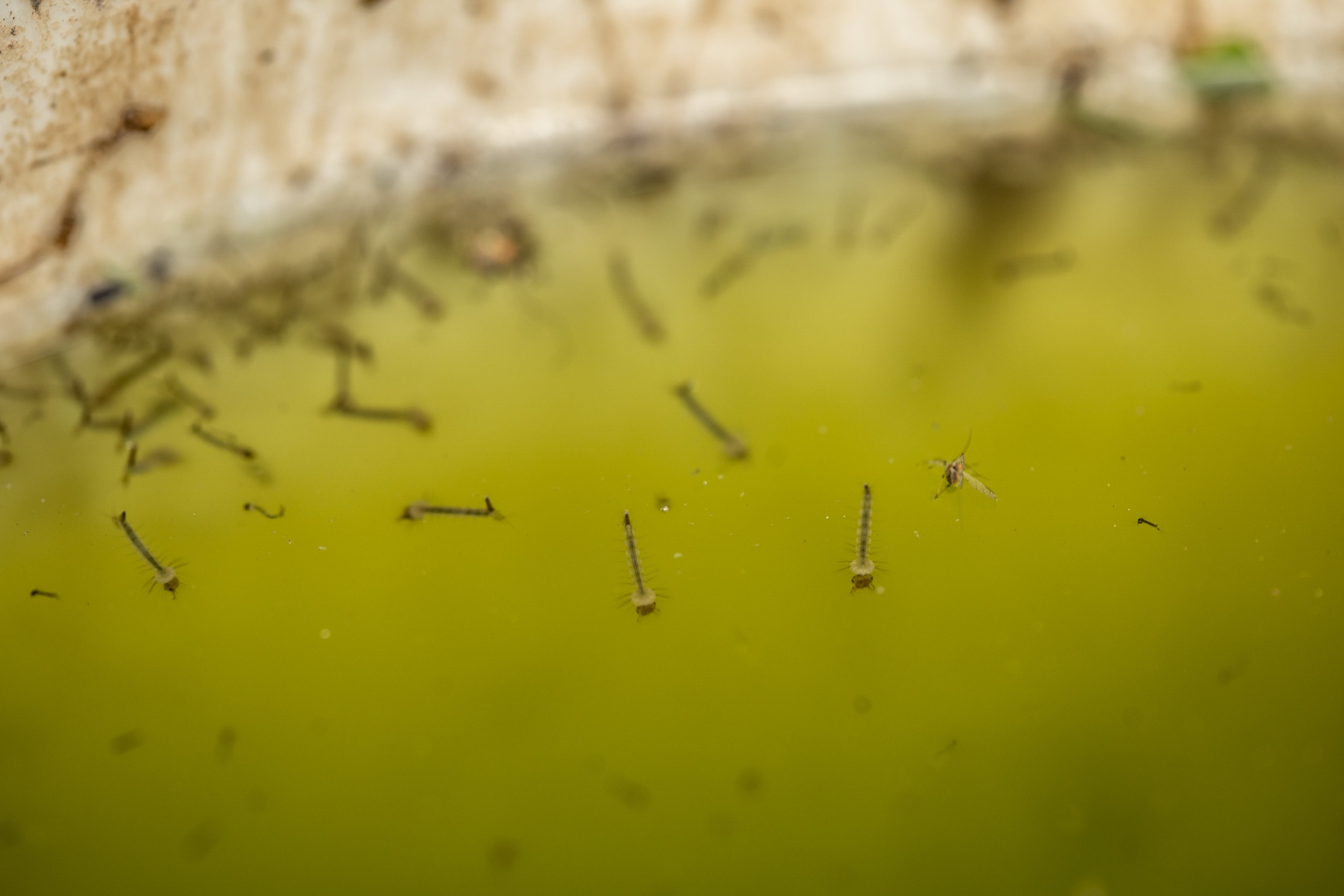 WhatsApp Image 2025-03-05 at 14.29.01