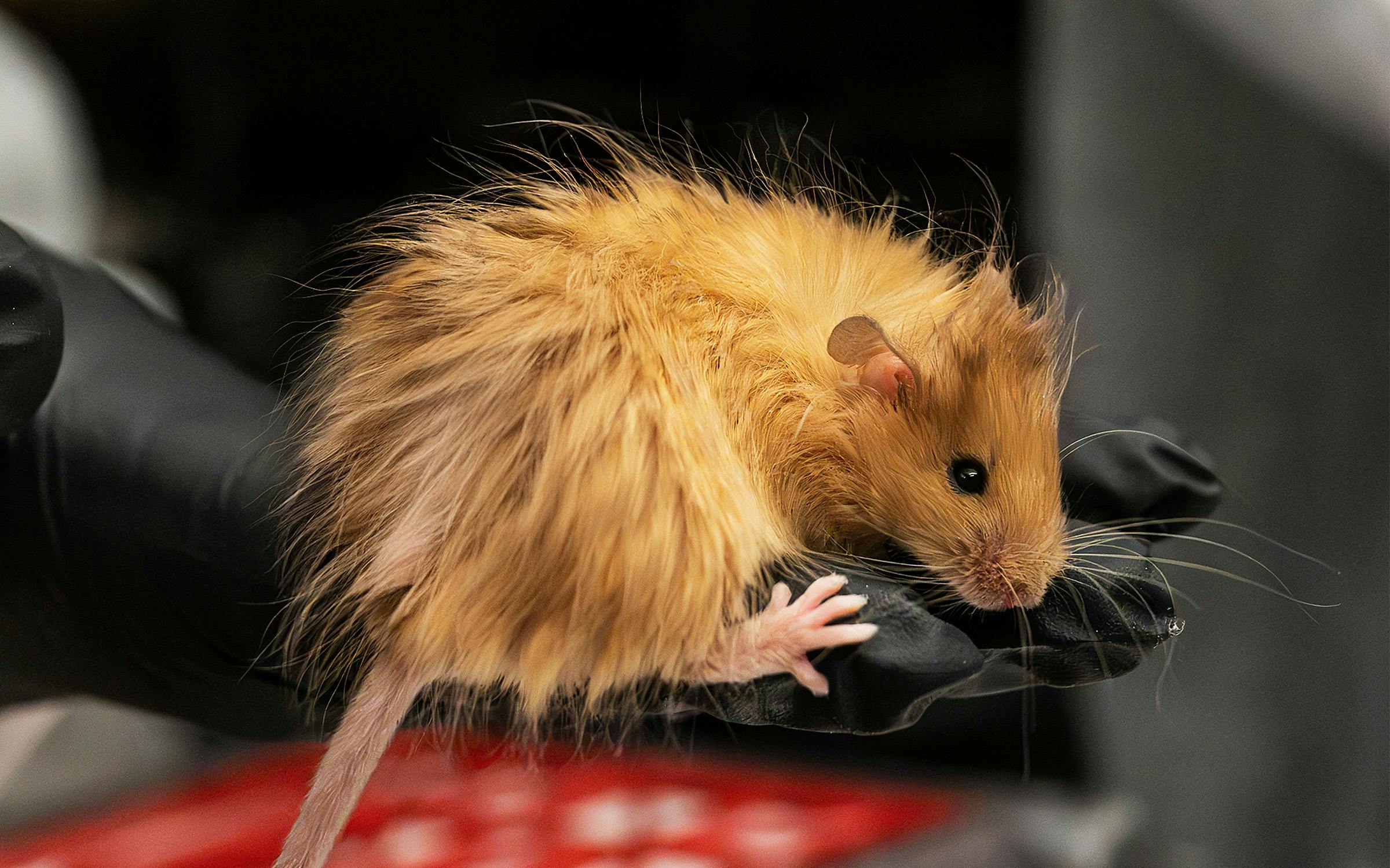 colossal-woolly-mouse