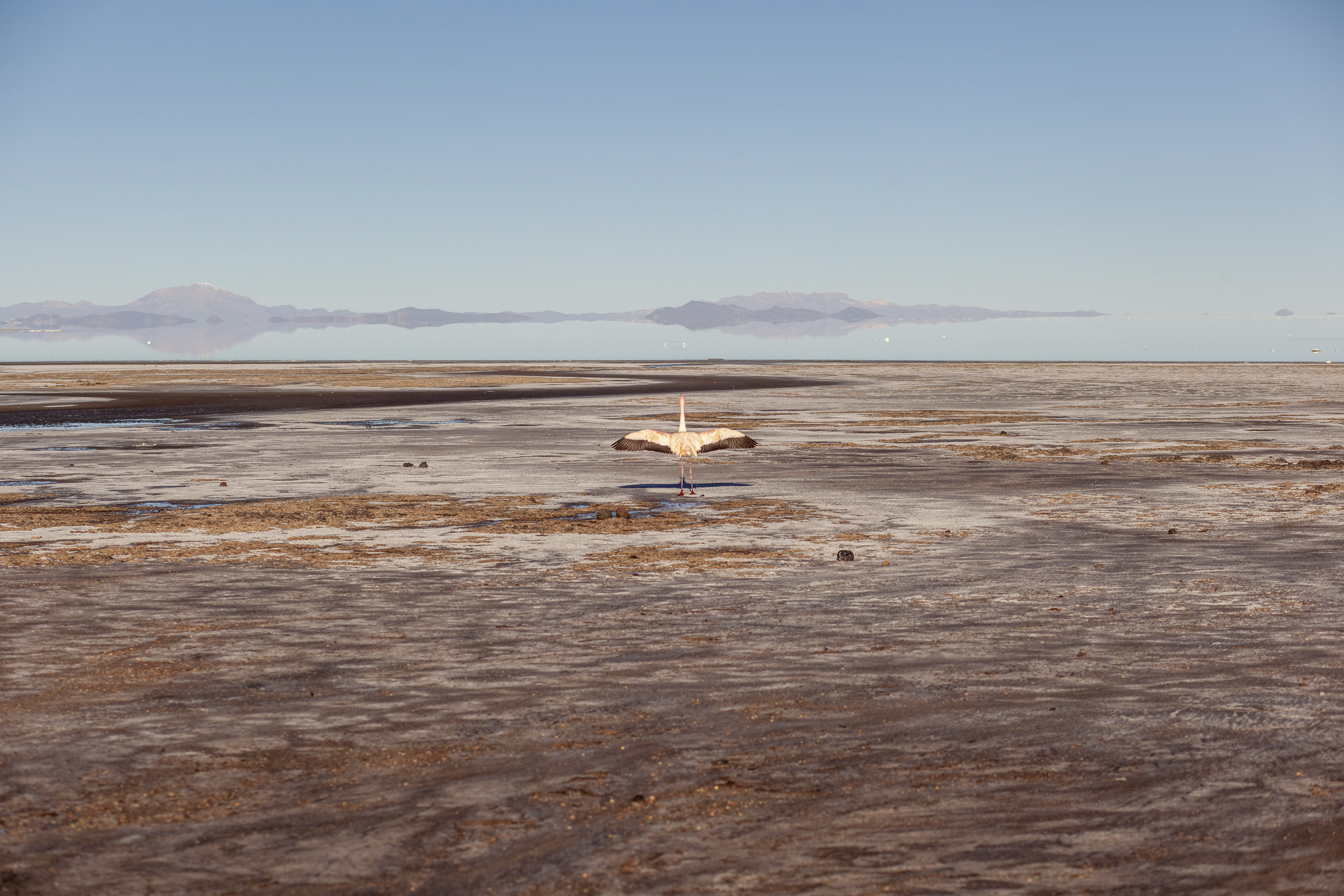 Quinua real, el superalimento que crece frente al salar más grande del mundo en Bolivia