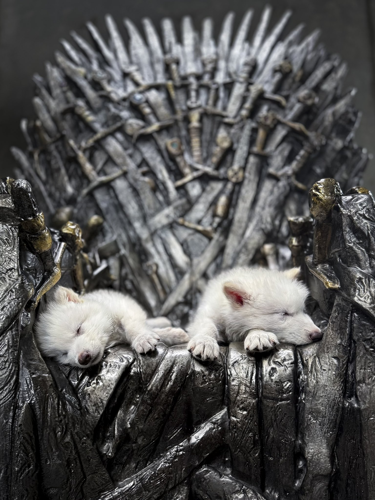 Games_of_Thrones_wolf