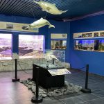 Ante un pedido de &#8220;revisar&#8221; la decisión, ratifican que los peces del Museo Scaglia serán trasladados