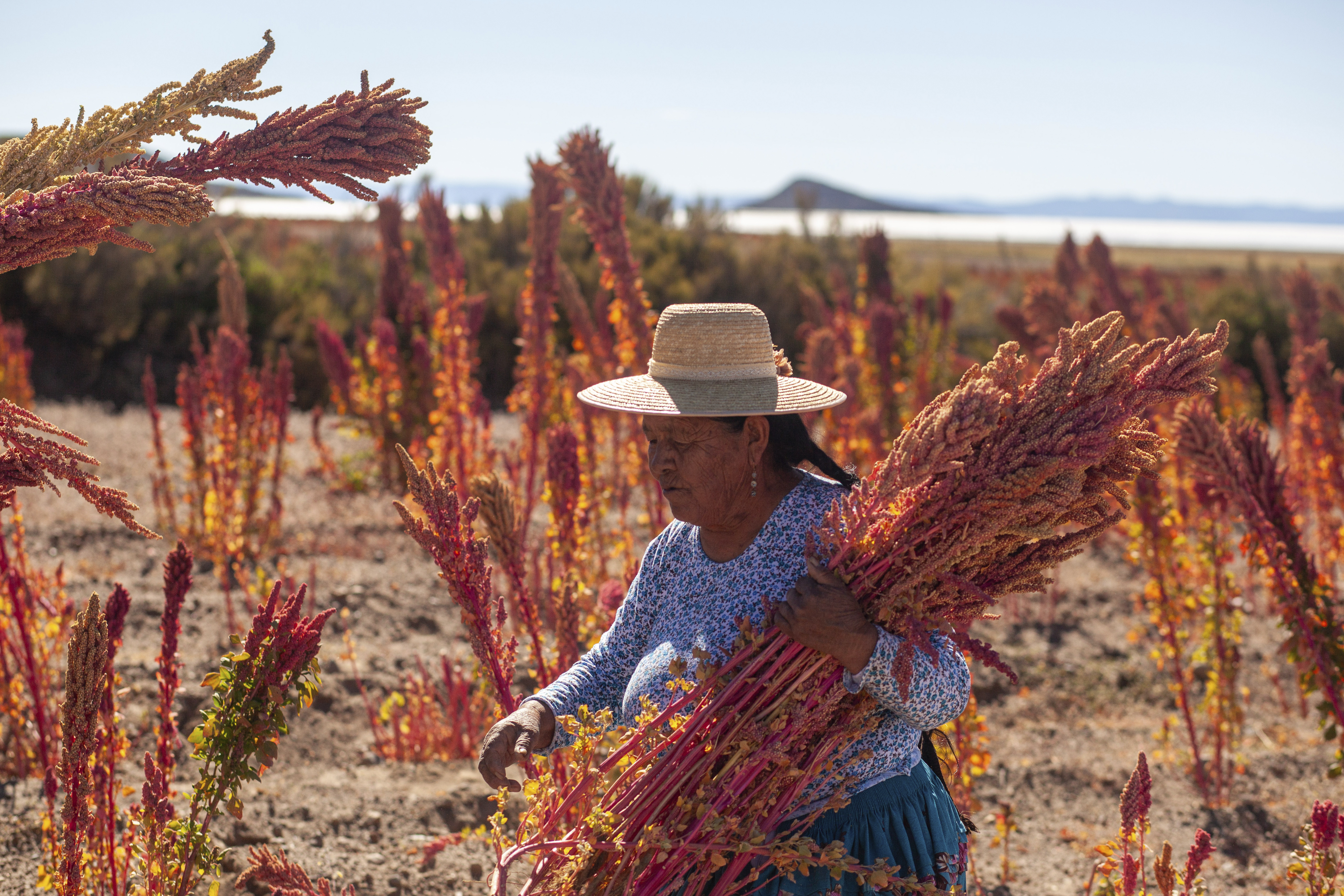 Quinua real, el superalimento que crece frente al salar más grande del mundo en Bolivia
