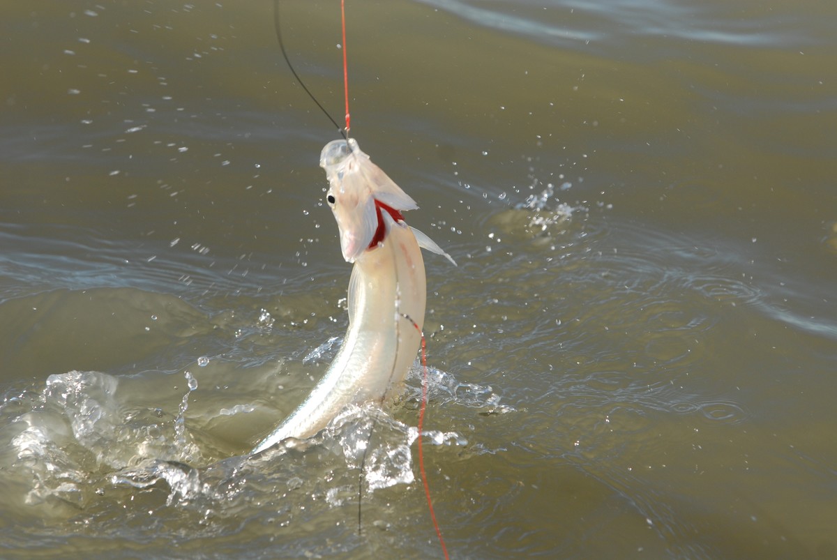 pejerrey-pesca-laguna-la-brava