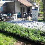 Allanaron un campo con 100 kilos de marihuana valuados en 150 millones de pesos