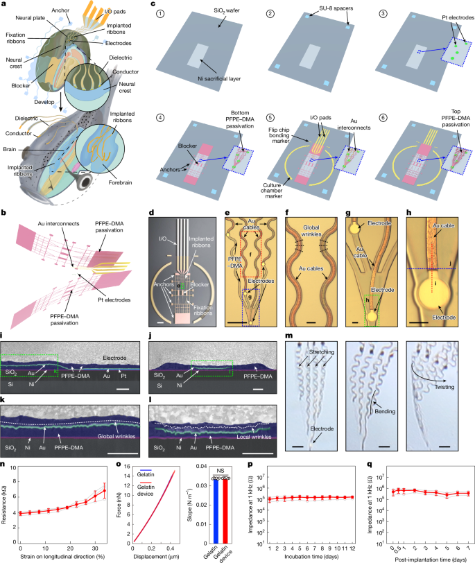 Brain implantation of soft bioelectronics 2