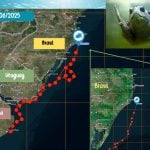 El tortugo Jorge ya recorrió 2.000 kilómetros y está en Brasil
