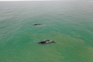 Ballena1