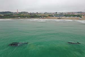 Ballena10