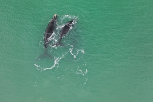 Ballena11