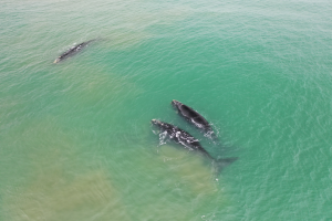 Ballena2