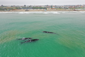 Ballena3