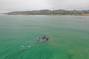 Ballena6