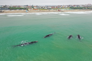 Ballena7