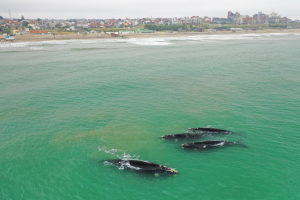 Ballena8