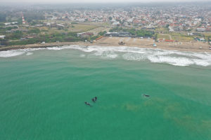 Ballena9
