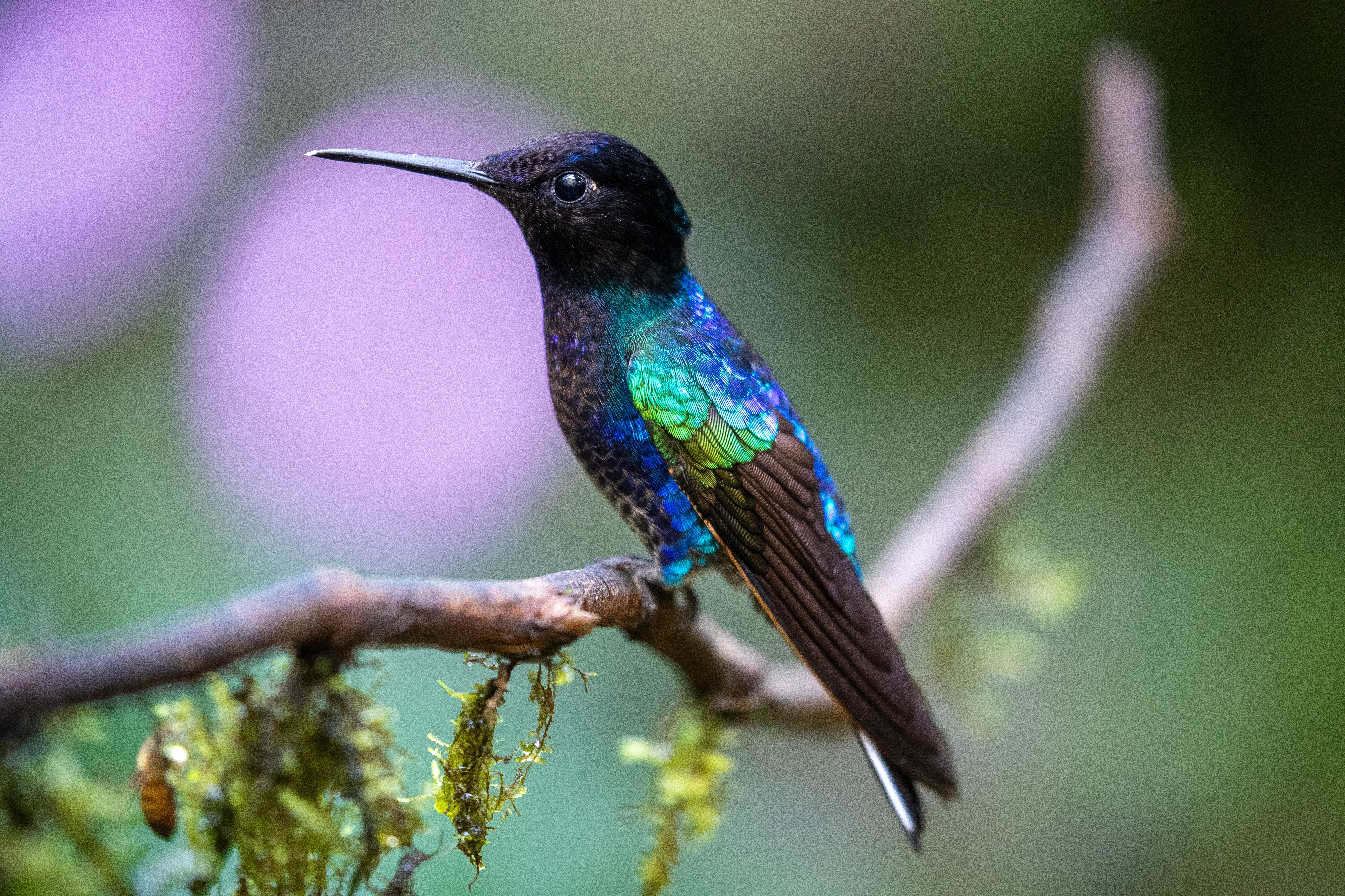 Quito, una capital del 'birdwatching' con 542 especies de aves para contemplar