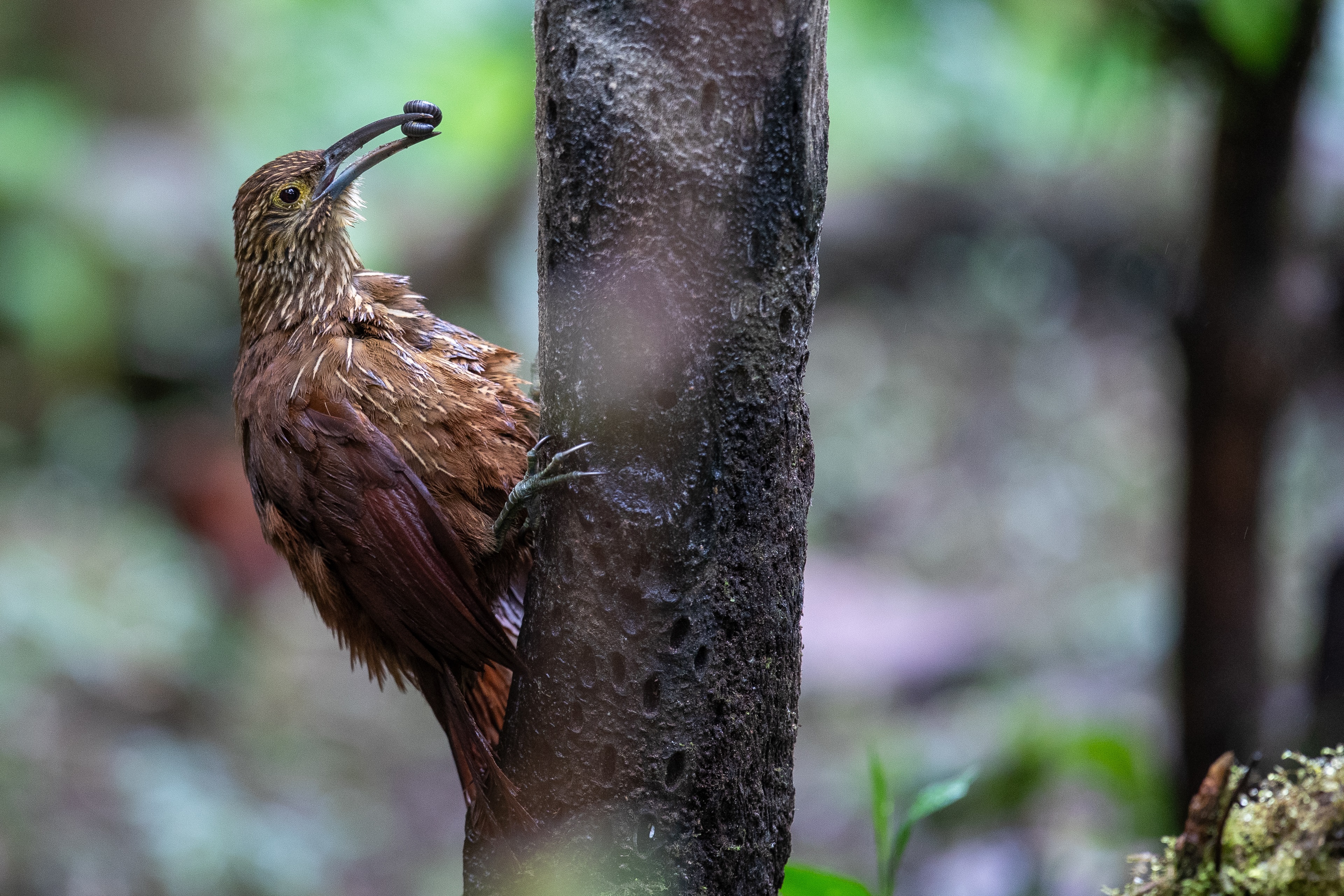 Quito, una capital del 'birdwatching' con 542 especies de aves para contemplar