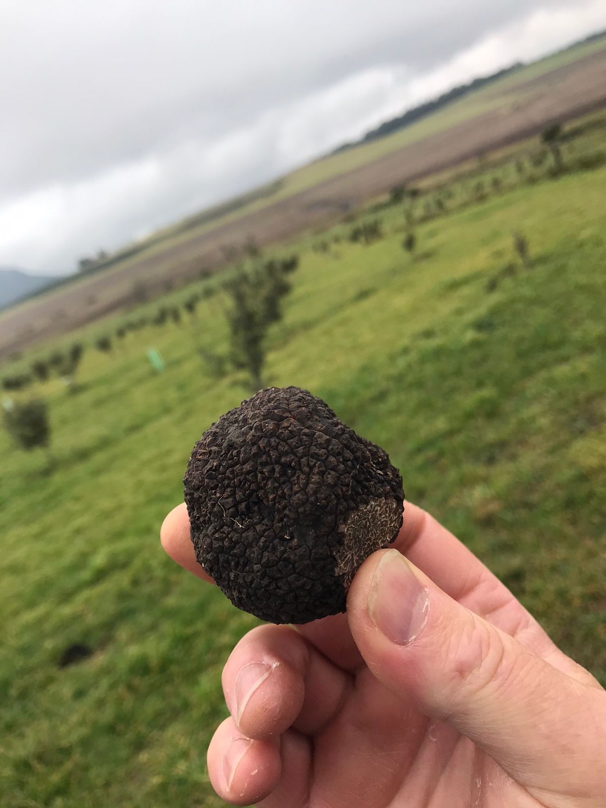 trufa-negra-Tuber-melanosporum