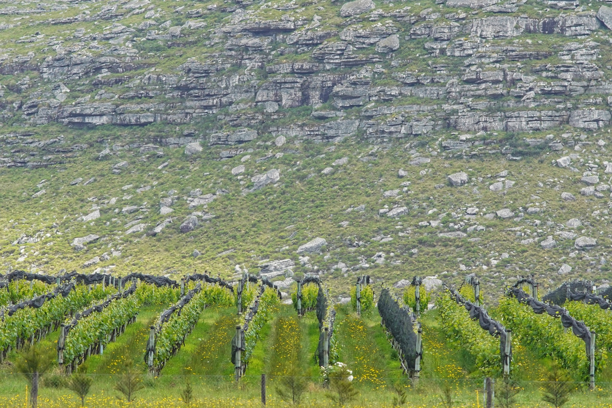 Bodega+Puerta+del+Abra