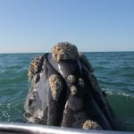 Impresionante avistaje de ballenas a 8 kilómetros de la costa