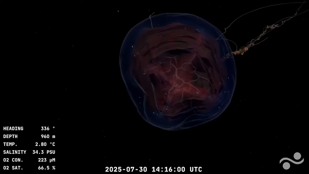 Cañón Submarino de Mar del Plata