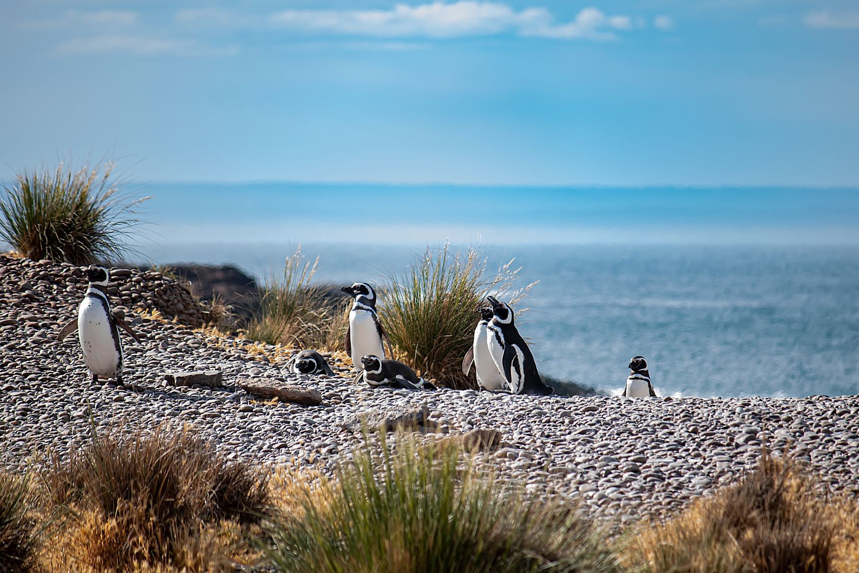 Chubut florece en primavera: pingüinos, ballenas y tulipanes en la Patagonia