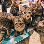 Más detalles del desalojo en Punta Mogotes: había 21 usurpadores y 38 gatos