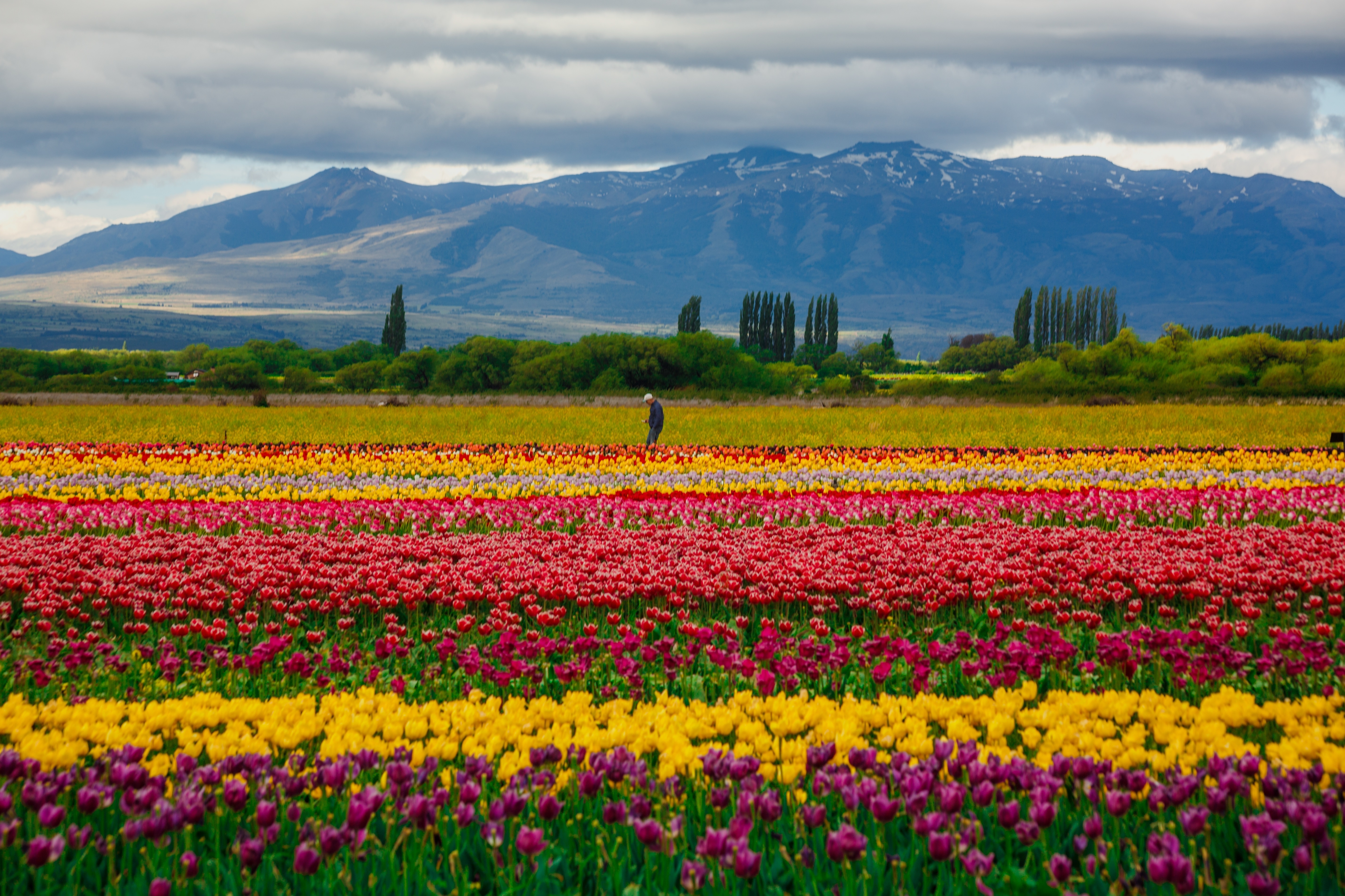 Chubut florece en primavera: pingüinos, ballenas y tulipanes en la Patagonia argentina
