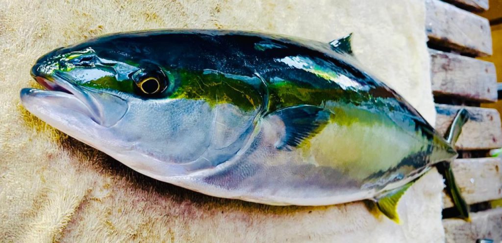 WhatsApp Image 2025-09-17 at 17.30.42