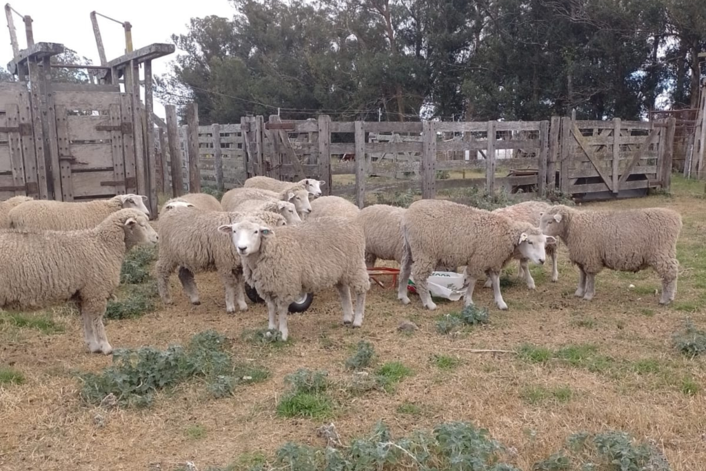 Galería horizontal (1)