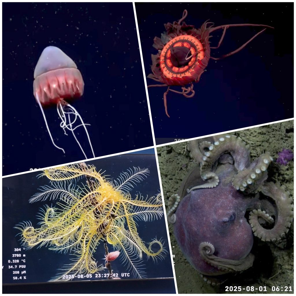 Un golpe al bolsillo para miles de marplatenses con la eliminación de la zona fría de gas y el Conicet sigue ganando